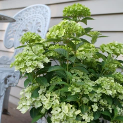 Fairytrail™ Green Cascade Hydrangea -Perennials Store HydrangeaxFairytrailGreenP1214788 800x800 e9953bd