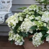 Fairytrail™ White Cascade Hydrangea -Perennials Store HydrangeaxFairytrailWhiteP1214747 800x800 a0467fa