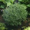 Gem Box® Inkberry Holly -Perennials Store Ilex Gem Box 1 P sw