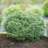 Strongbox® Inkberry Holly -Perennials Store Ilex glabra Strongbox 1 P