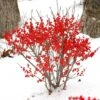 Berry Poppins® Winterberry Holly -Perennials Store Ilex verticillata Berry Poppins 1 P 7b50765b 61e8 40b2 8924 7a5d49efafca sw