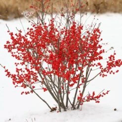 Berry Poppins® Winterberry Holly -Perennials Store Ilex verticillata Berry Poppins 2 P 9f12aa00 873a 458b ac28 b0c67e7fe889 sw