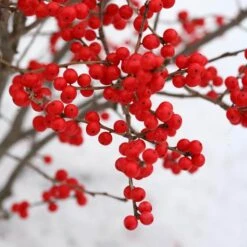 Berry Poppins® Winterberry Holly -Perennials Store Ilex verticillata Berry Poppins 3 P a9cfa142 889b 4fc7 acde d5ef636bc260 sw