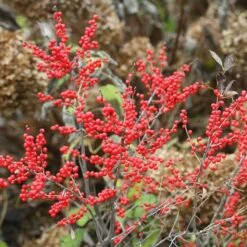 Berry Poppins® Winterberry Holly -Perennials Store Ilex verticillata Berry Poppins 5 P c6895b73 ad80 454e 8333 2fa23963c563 sw