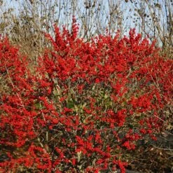 Berry Poppins® Winterberry Holly -Perennials Store Ilex verticillata Berry Poppins 6 P 4d74fbf5 874a 4d13 a2c0 0081f811afff sw