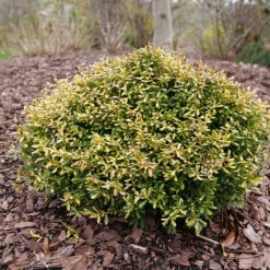 Glow Pop™ Japanese Holly -Perennials Store Ilex crenata Glow Pop P1202479