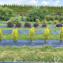 Glow Stick™ Japanese Holly 8 Glow Stick™ Japanese Holly -Perennials Store Ilex crenata Glow Stick IMG 1552 4032x3024 3c3502c