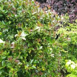 Castle Rouge™ Blue Holly 9 Castle Rouge™ Blue Holly -Perennials Store Ilex x meserveae Castle Rouge 54