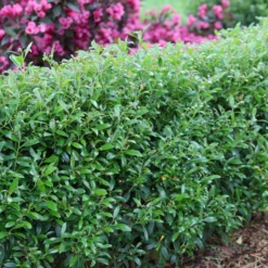 Gem Box® Inkberry Holly -Perennials Store IlexglabraGemBoxIMG 1642 800x800 5de1921