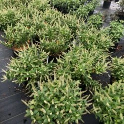 Fizzy Mizzy™ Sweetspire -Perennials Store IteaFizzyMizzyIMG 0223 sw