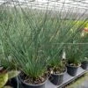 'Blue Arrows' Rush -Perennials Store Juncus blue arrows 1