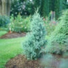 Aquavita™ Juniper -Perennials Store Juniperus Aquavita 2