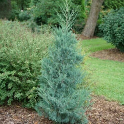 Aquavita™ Juniper -Perennials Store Juniperus Aquavita 3
