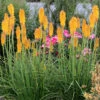 'Mango Popsicle' Red Hot Poker -Perennials Store Kniphofia Mango Popsicle 5