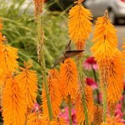 'Mango Popsicle' Red Hot Poker -Perennials Store Kniphofia Mango Popsicle 6