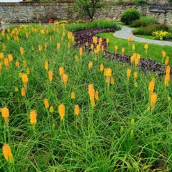 'Mango Popsicle' Red Hot Poker -Perennials Store Kniphofia Mango Popsicle 7 1