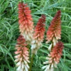 'Orange Vanilla Popsicle' Red Hot Poker -Perennials Store Kniphofia Orange Vanilla Popsicle 1