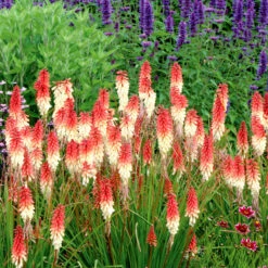 'Orange Vanilla Popsicle' Red Hot Poker -Perennials Store Kniphofia Orange Vanilla Popsicle 4