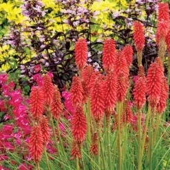 'Redhot Popsicle' Red Hot Poker 12 'Redhot Popsicle' Red Hot Poker -Perennials Store Kniphofia Redhot Popsicle 2
