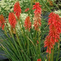 'Redhot Popsicle' Red Hot Poker 11 'Redhot Popsicle' Red Hot Poker -Perennials Store Kniphofia Redhot Popsicle 4