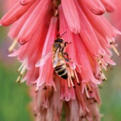 'Redhot Popsicle' Red Hot Poker 10 'Redhot Popsicle' Red Hot Poker -Perennials Store Kniphofia Redhot Popsicle 6 1