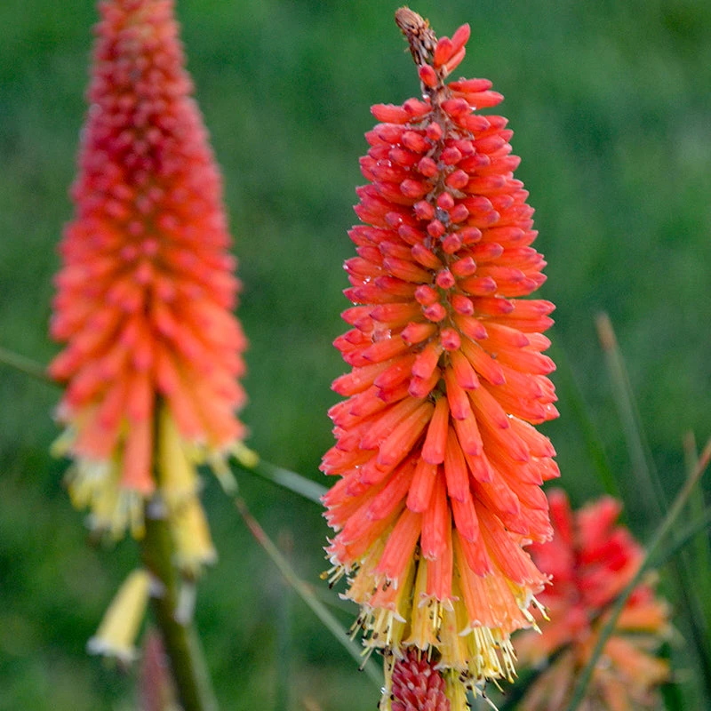 Pyromania™ 'Backdraft' Red Hot Poker 3 Pyromania™ 'Backdraft' Red Hot Poker