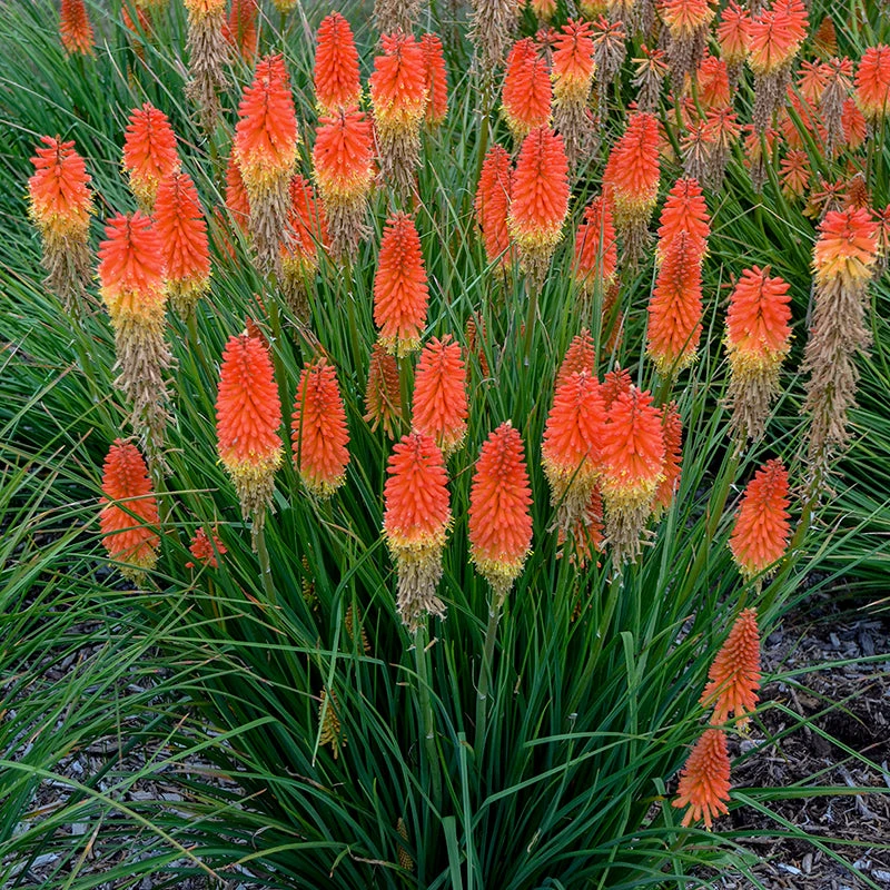 Pyromania™ 'Backdraft' Red Hot Poker 5 Pyromania™ 'Backdraft' Red Hot Poker - Image 3