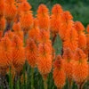 Pyromania™ 'Orange Blaze' Red Hot Poker 2 Pyromania™ 'Orange Blaze' Red Hot Poker -Perennials Store Kniphofia Orange Blaze 1 P