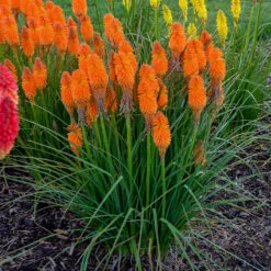 Pyromania™ 'Orange Blaze' Red Hot Poker -Perennials Store Kniphofia Orange Blaze 2 P