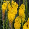 Pyromania™ 'Solar Flare' Red Hot Poker 1 Pyromania™ 'Solar Flare' Red Hot Poker -Perennials Store Kniphofia Solar Flare 1 P