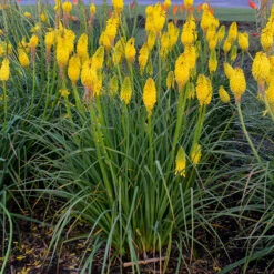 Pyromania™ 'Solar Flare' Red Hot Poker -Perennials Store Kniphofia Solar Flare 2 P