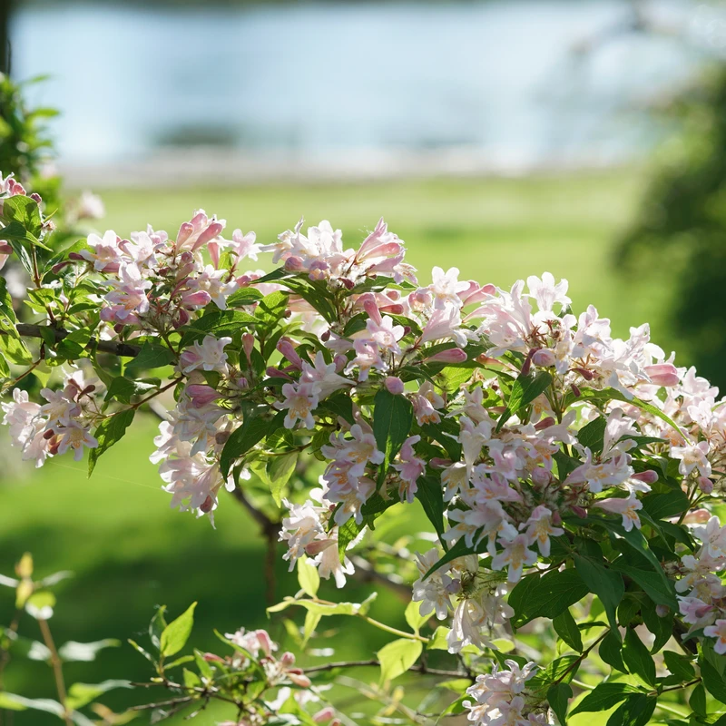 Jolene Jolene™ Beautybush 3 Jolene Jolene™ Beautybush