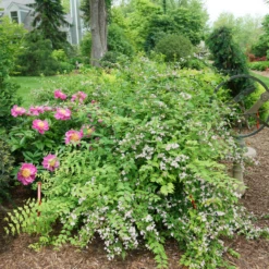 Jolene Jolene™ Beautybush 8 Jolene Jolene™ Beautybush -Perennials Store KolkwitziaJoleneJoleneDSC09745 800x800 eabc40a