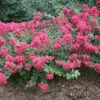 Infinitini® Magenta Crapemyrtle 1 Infinitini® Magenta Crapemyrtle -Perennials Store Lagerstroemia Infinitini Magenta 1 P