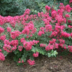 Infinitini® Magenta Crapemyrtle