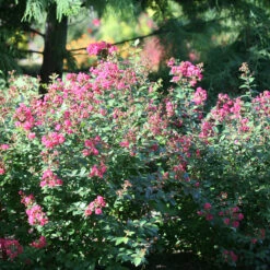 Infinitini® Magenta Crapemyrtle -Perennials Store Lagerstroemia Infinitini Magenta 3 P