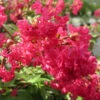Infinitini Watermelon® Crapemyrtle -Perennials Store Lagerstroemia Infinitini Watermelon 1 P