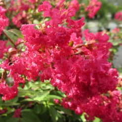 Infinitini Watermelon® Crapemyrtle