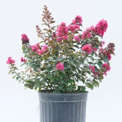 Rikki Tikki® Pink Crapemyrtle -Perennials Store Lagerstromea Rikki Tikki Pink 3 P