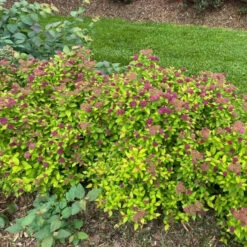 Double Play® Dolly™ Spirea -Perennials Store Landscapeviewoftheroundedcarefreehabitof yyt