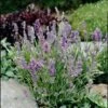'Ellagance Sky' Lavender -Perennials Store Lavandula ellagance sky 1 l sw