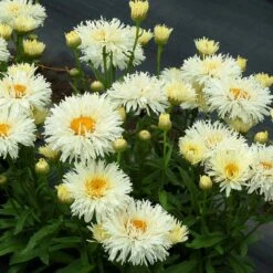 'Coconut' Double Shasta Daisy -Perennials Store Leucanthemum Coconut 2
