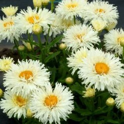 'Coconut' Double Shasta Daisy -Perennials Store Leucanthemum Coconut 3