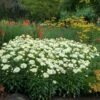 'Coconut' Double Shasta Daisy -Perennials Store Leucanthemum Coconut 4