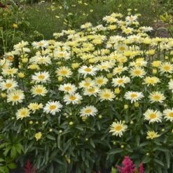Amazing Daisies® 'Banana Cream' Shasta -Perennials Store Leucanthemum Banana Cream 2 P 70ca4ab5 25ef 449f 9d4d 1238edb1ed89 sw