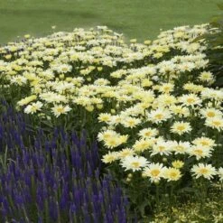 Amazing Daisies® 'Banana Cream' Shasta -Perennials Store Leucanthemum Banana Cream 3 P 2b9bf5b7 58a6 4268 b2df 820fd2810532 sw