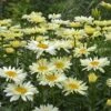 Amazing Daisies® 'Banana Cream' Shasta