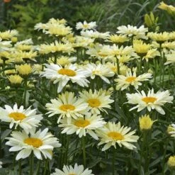 Amazing Daisies® 'Banana Cream' Shasta