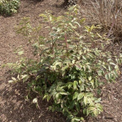 Paisley Pup™ Doghobble -Perennials Store Leucothoe Paisley Pup IMG 9190