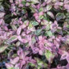 Paisley Pup™ Doghobble -Perennials Store Leucothoe Paisley Pup PXL 20221222 174433942
